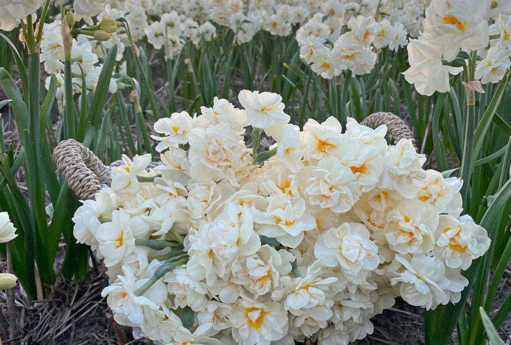 Planting daffodil white