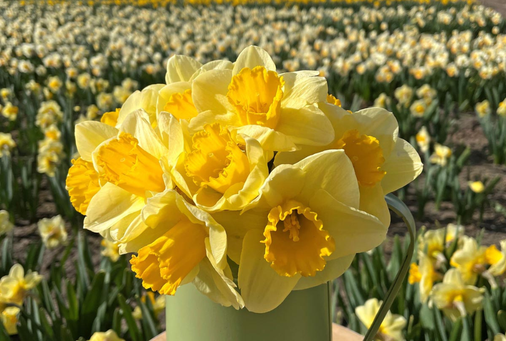 types of daffodils