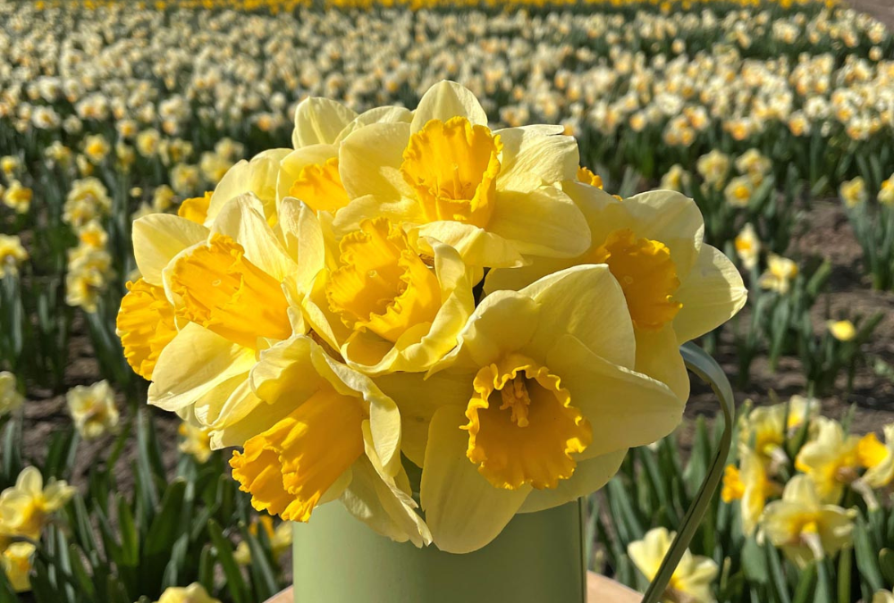 daffodil varieties