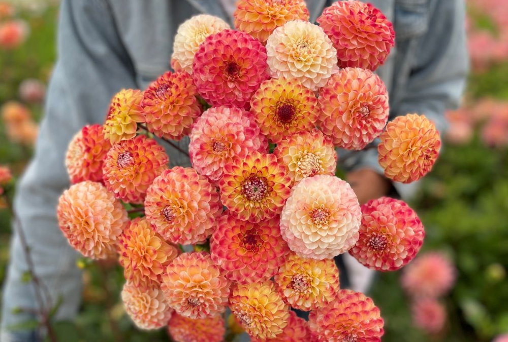 Photo pink dahlia 