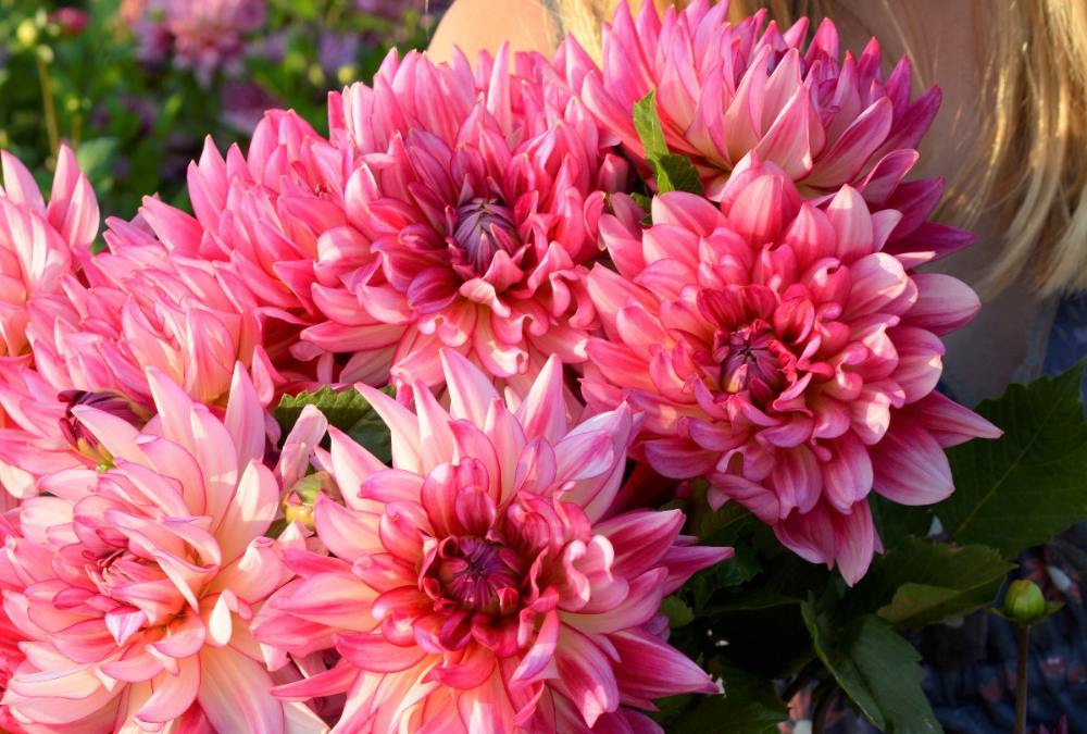 Pink dahlia 