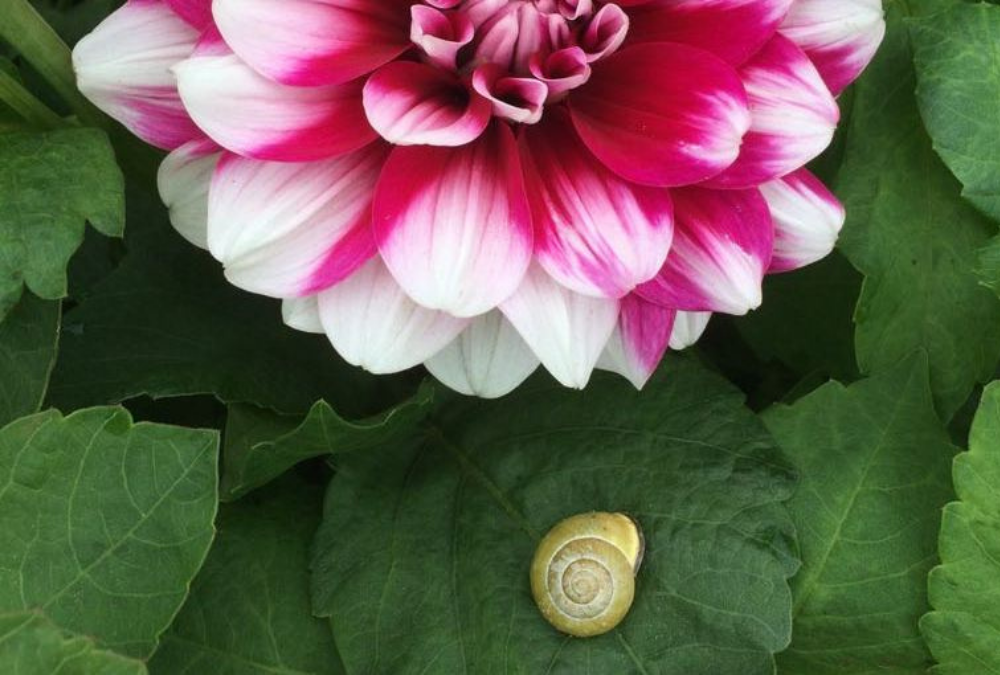 How do I prevent snails and slugs in my dahlias?