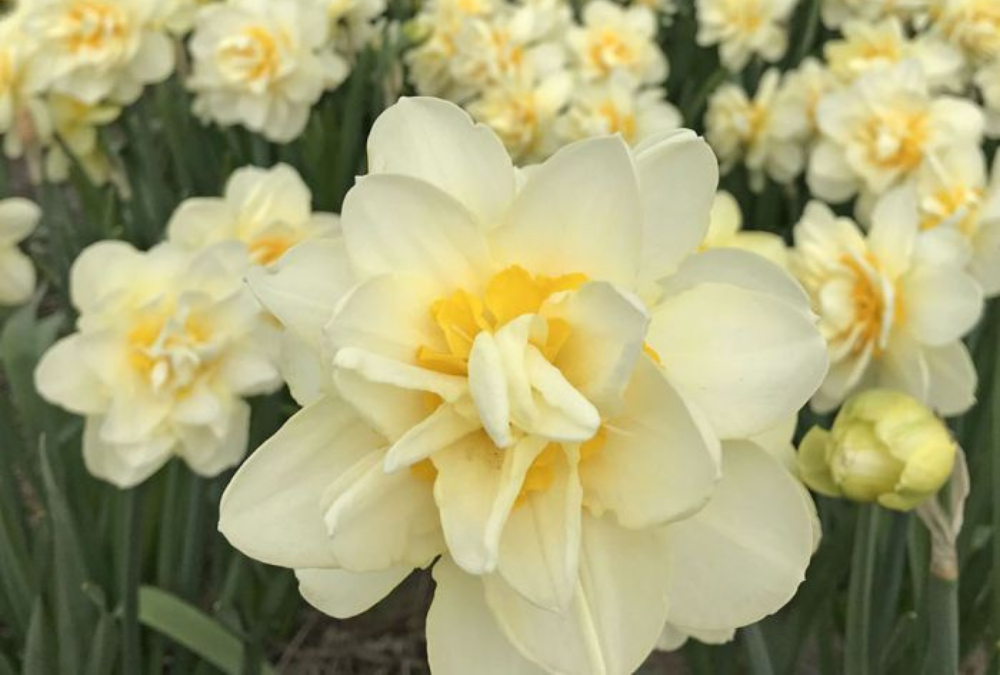 Daffodil white