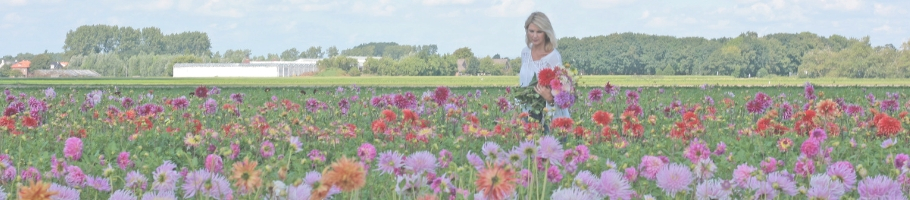 Dahlia fields