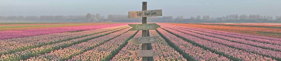 Tulip fields