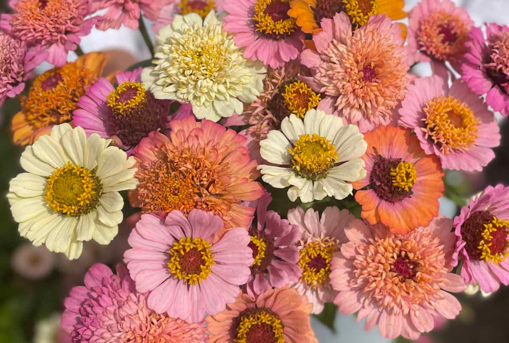 Zinnia flower