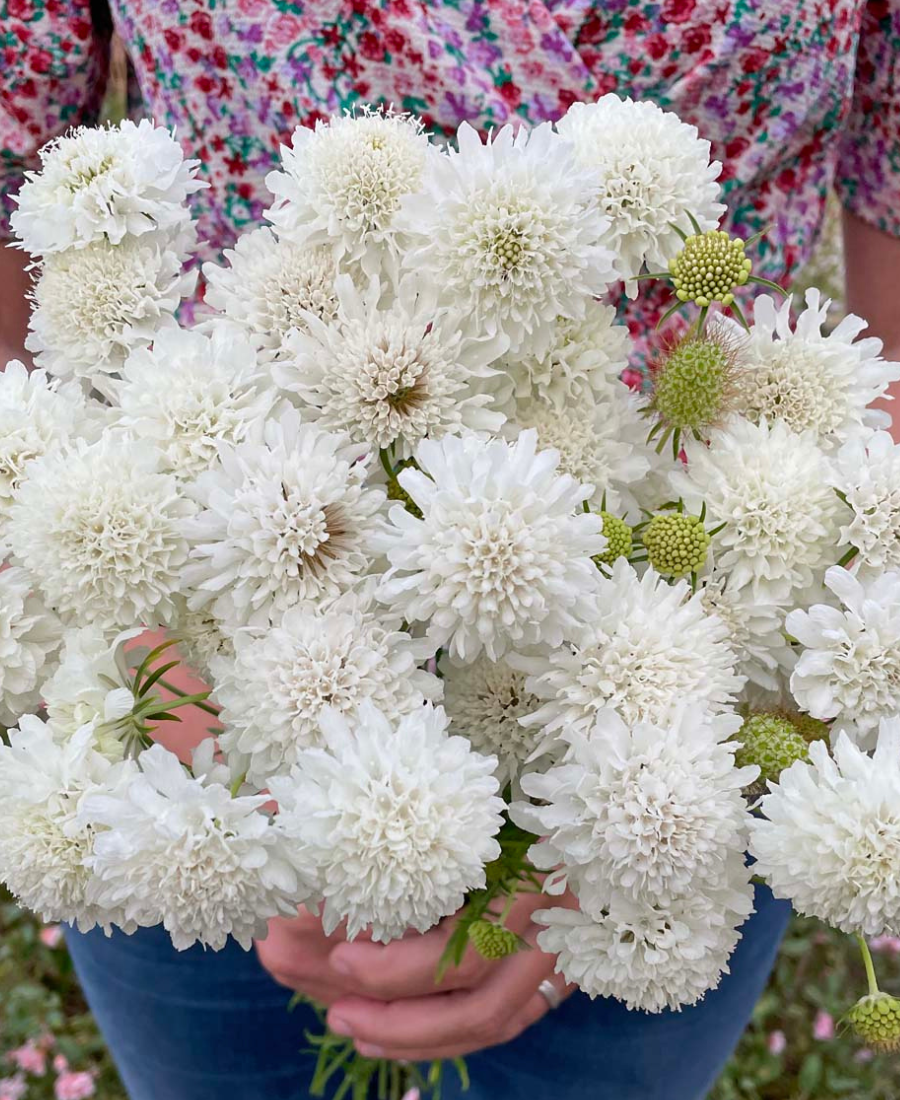 Cut Flowers White