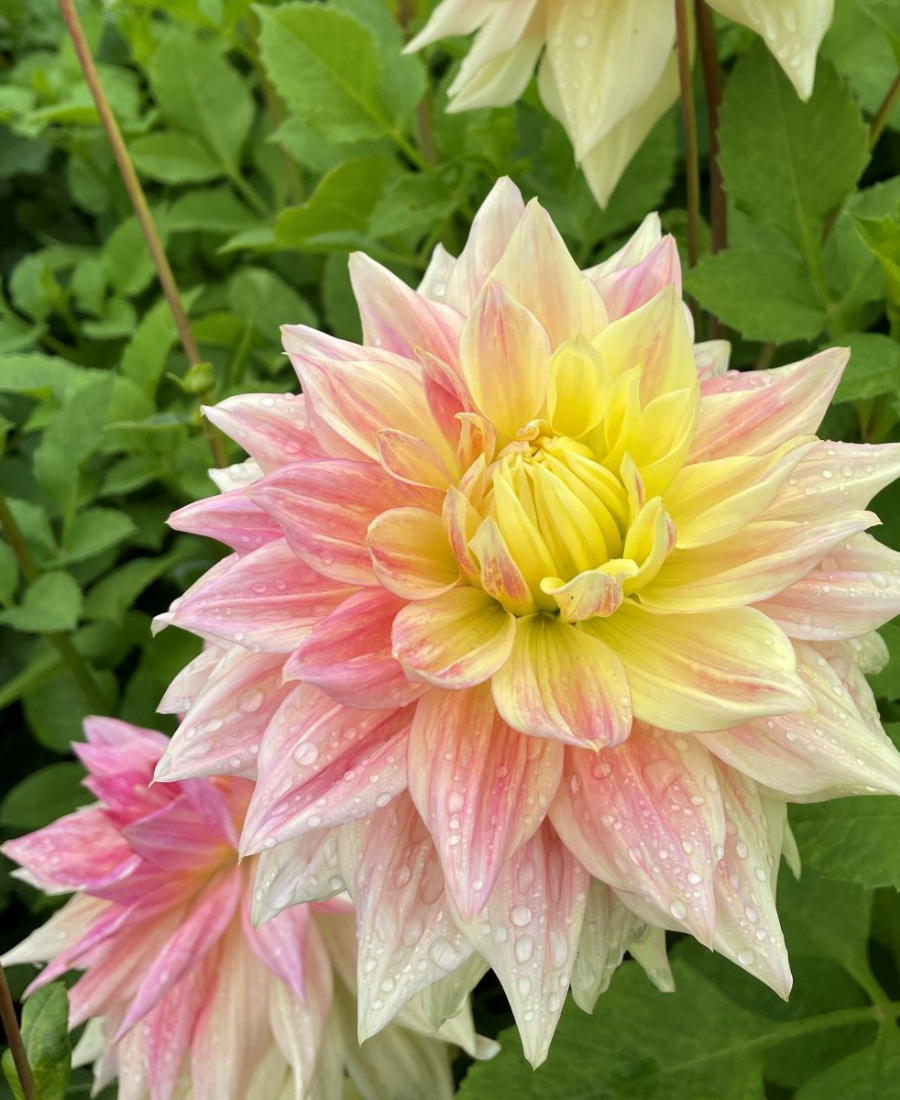 Dahlia tubers big