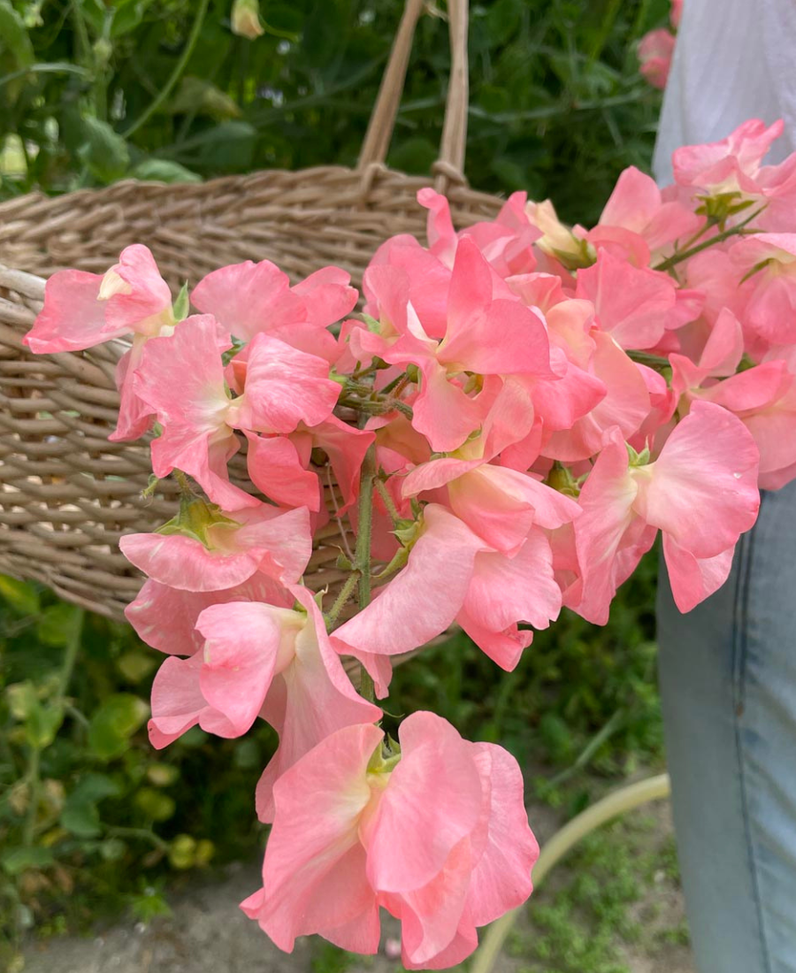 Flower Seeds Pink Peach