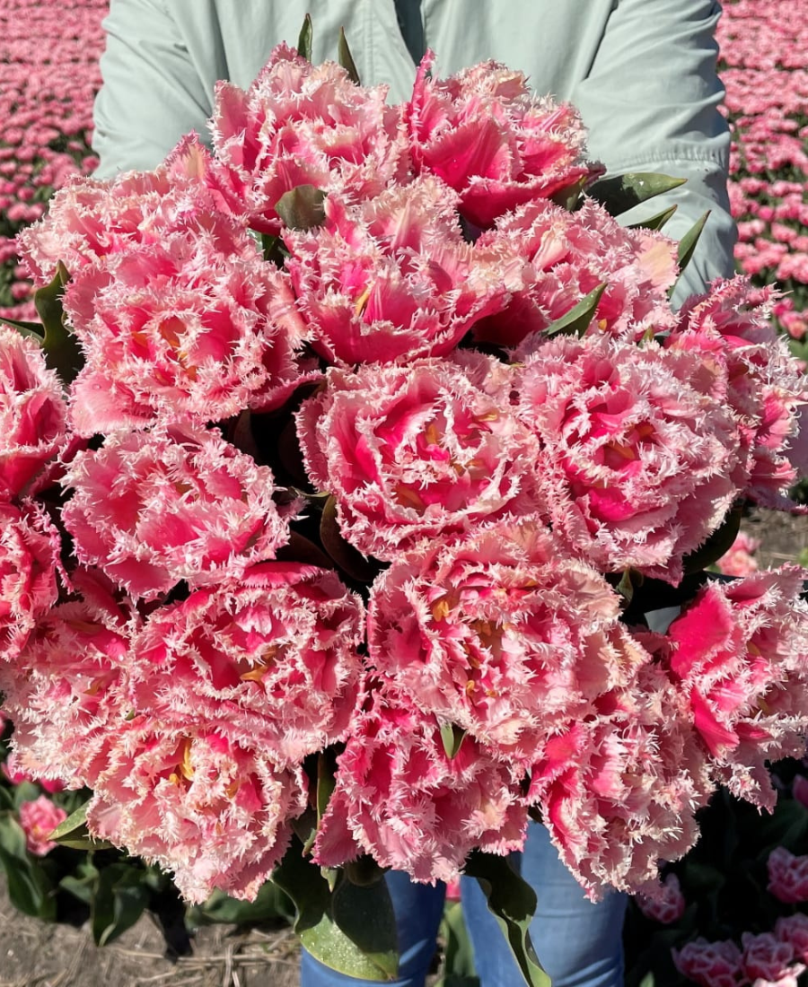 Fringed tulip queensland