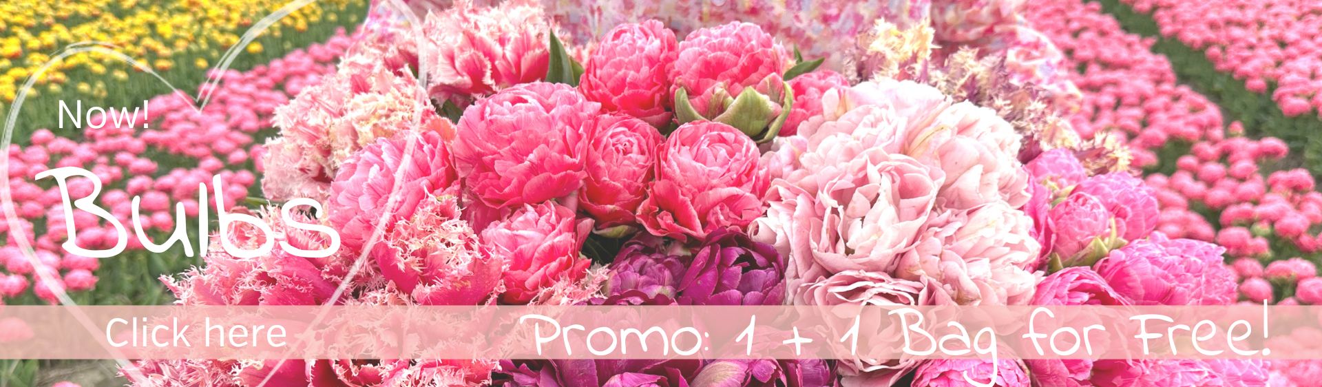 Flower bulbs, dahlias & seeds directly from our farm