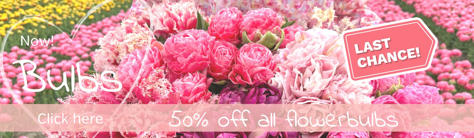 Flower bulbs, dahlias & seeds directly from our farm