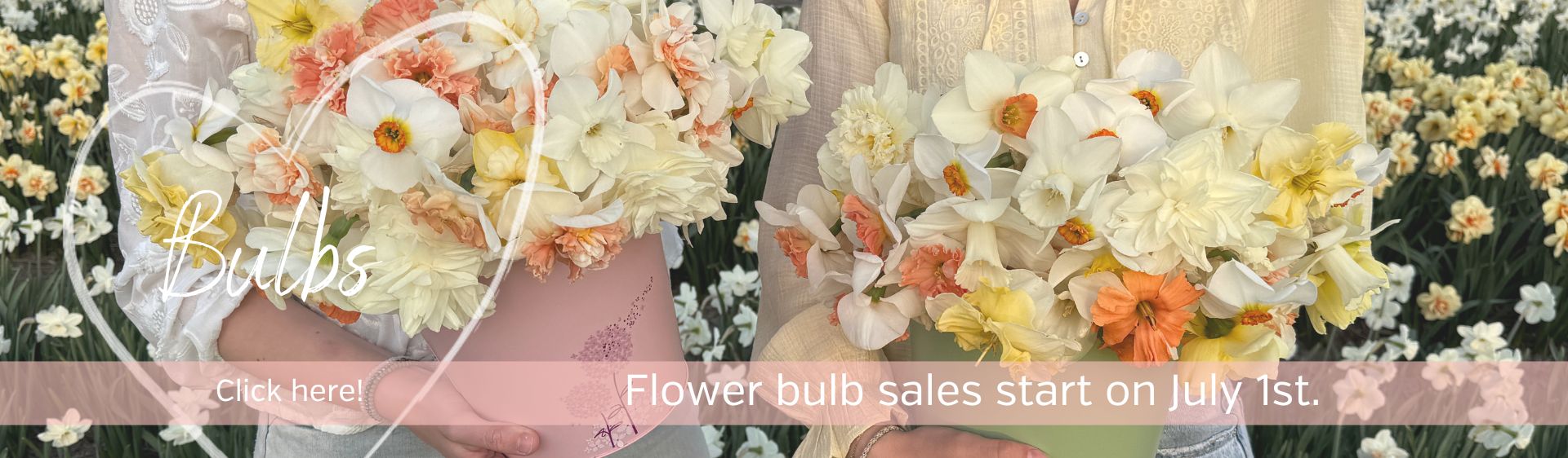Flower bulbs, dahlias & seeds directly from our farm