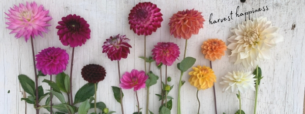 dahlia cut varieties