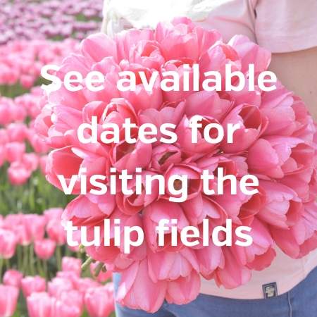 visit tulip fields